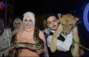 شاهد..في اغرب زواج.. مصري يقيم حفل خطوبته داخل قفص للأسود !