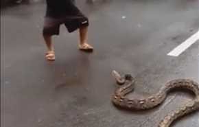 مرعب.. بعدما أغلقت الطريق.. شاهد ما فعله طفل صغير بأفعى عملاقة!