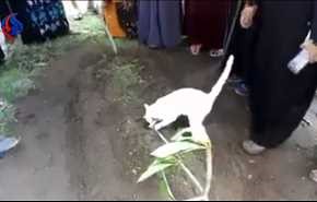 شاهد... قط يشارك في جنازة صاحبه ويرفض ترك قبره