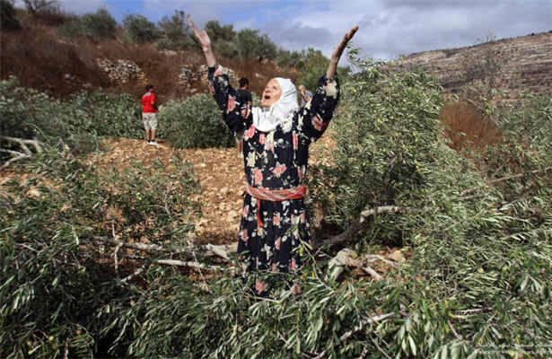 تخریب باغهای زیتون در قدس