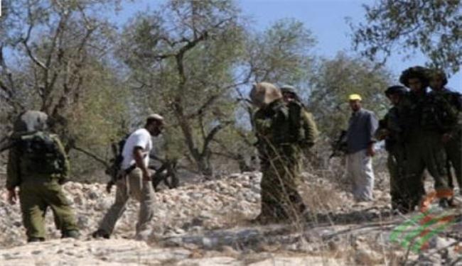 مستوطنون يقتلعون 400 شجرة زيتون في الضفة الغربية