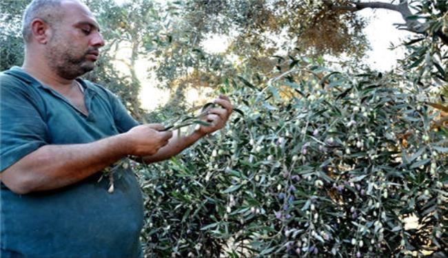 حملة تضامنية في غزة مع المزراعين الفلسطينيين