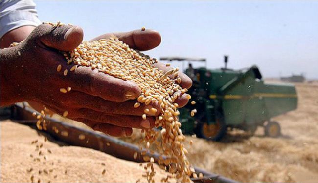 ایران ستحقق الاكتفاء الذاتي في انتاج القمح والسكر