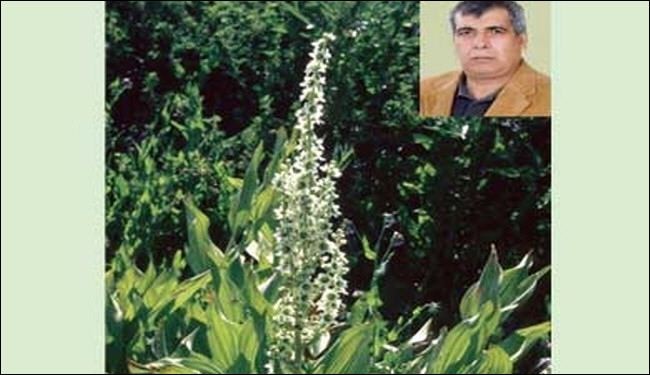 صنع عقار نباتي لمعالجة سرطان الجلد بايران
