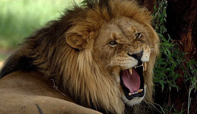 أسد يفترس عاملا بحديقة للحياة البرية في كاليفورنيا
