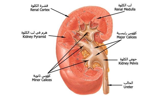 دراسة:الأدوية المخفضة للكولسترول تضر الكلى