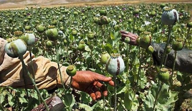 زراعة الافيون في افغانستان ستزداد هذا العام