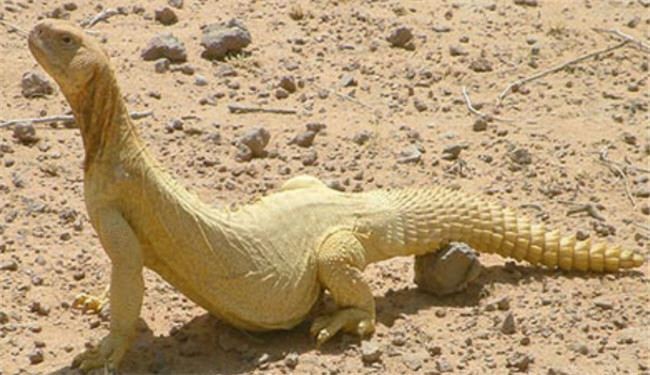 عروس عربستانی و مهریه 100 سوسماری!