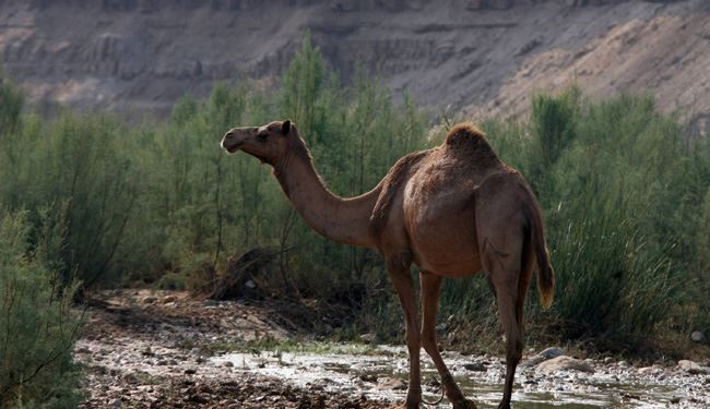 شتر، ميزبان احتمالي ويروس مرگبار خاورميانه!