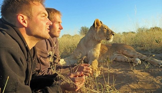 با شیرها می رقصد !!
