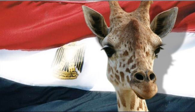وزيرمصري يأمر بالتحقيق في 