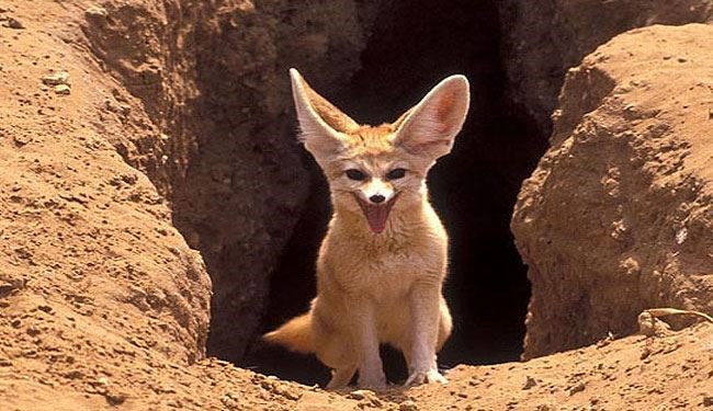 عکسهایی از روباه زیبای صحرا