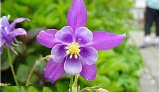 8 گل بد بوی دنیا