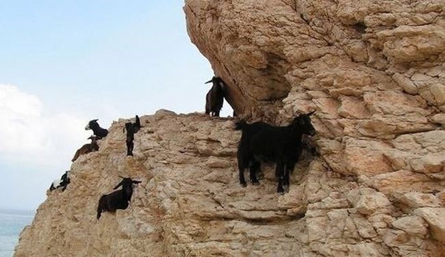 بزهایی که جاذبه زمین را به چالش کشیده اند+عکس