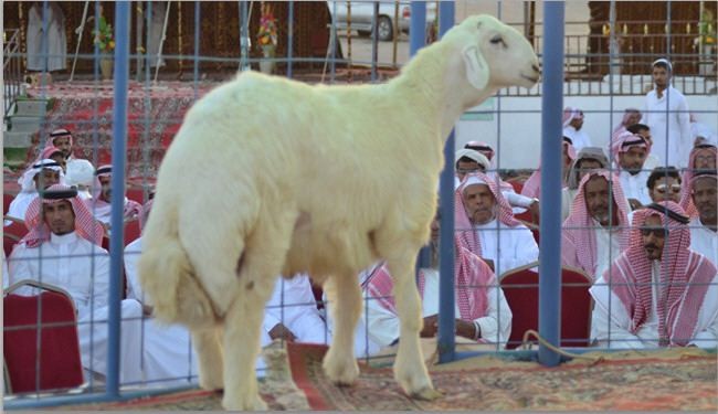 بيع خروف بمليون ريال في السعودية