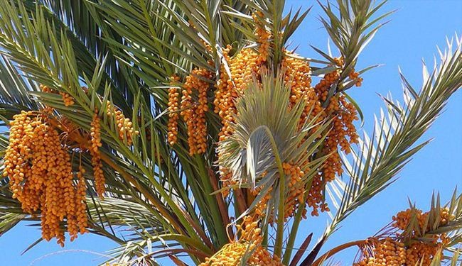 التمور وفوائدها الصحية للصائم خاصة