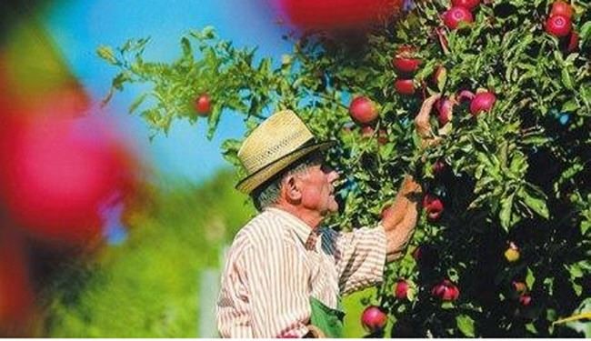 برای مقابله با پوتین، سیب بخورید!