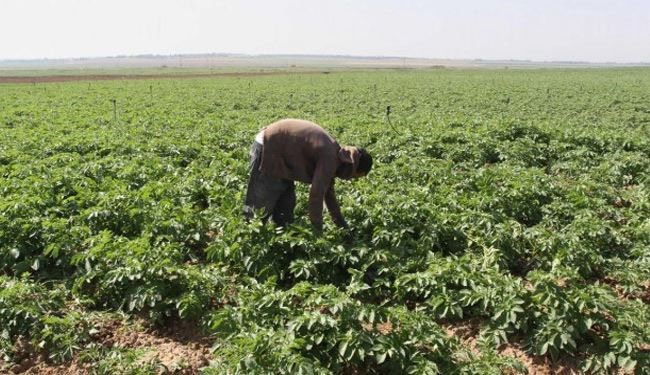 500 مليون دولار خسائر الزراعة في غزة جراء العدوان الإسرائيلي