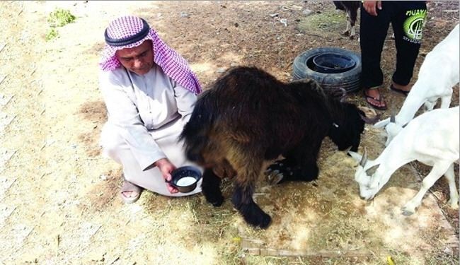 بالصور/في  الامارات.. تيس يدر الحليب يثير الاستغراب