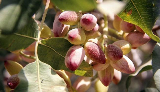عکس هایی از برداشت پسته در خراسان رضوی