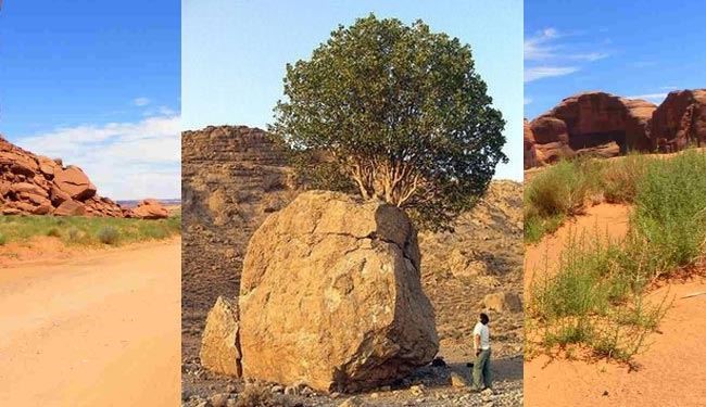عجیب ترین درخت ایران + عکس