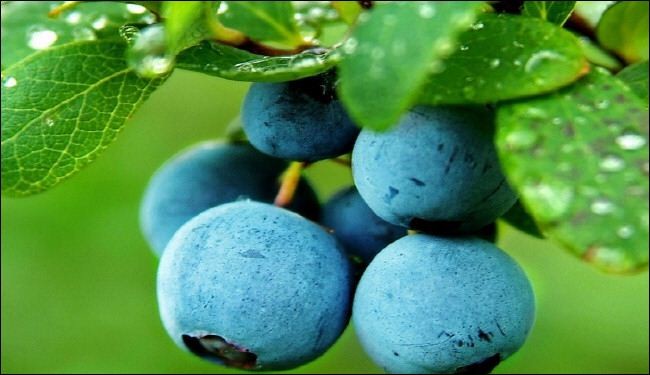 فاكهة تخفض ضغط الدم ... بظنك ماهي؟