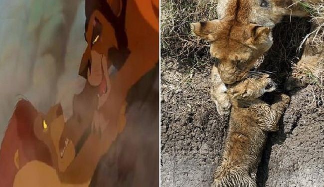 بالصور... لبؤة تنقذ أشبالها من مصير 