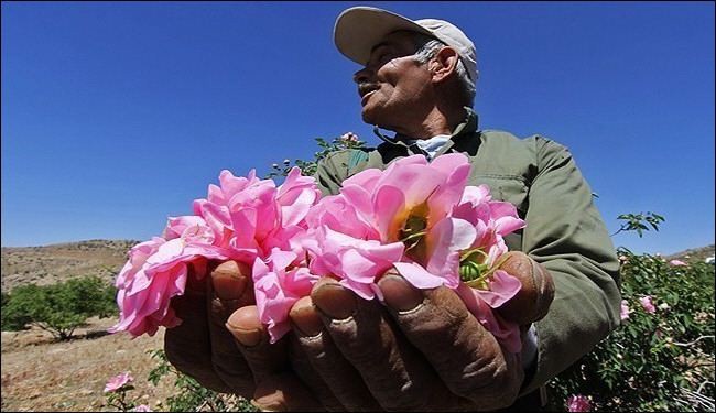 بالصور... موسم استخلاص ماء الورد في ايران