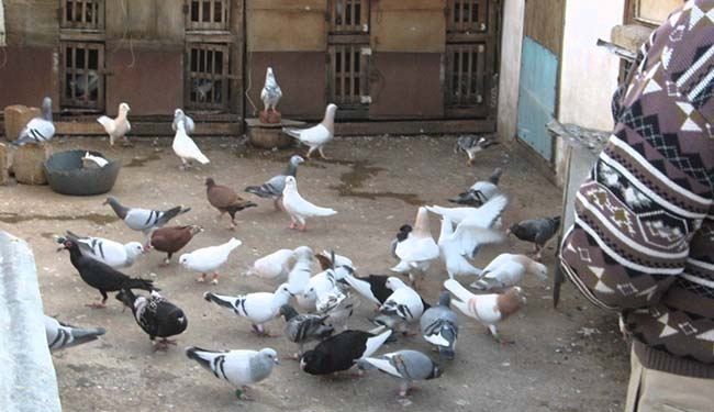 تنظيم 
