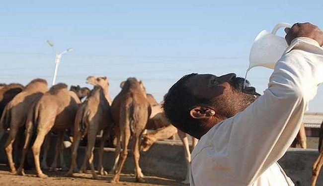 الصحة العالمية تحذر من شرب بول الإبل للحد من انتشار 