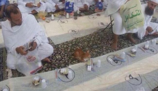بالصور.. قطة تحجز مكانها للإفطار بالحرم المكي!