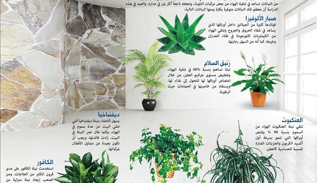 لتنقية الهواء عليك بهذه النباتات المنزلية