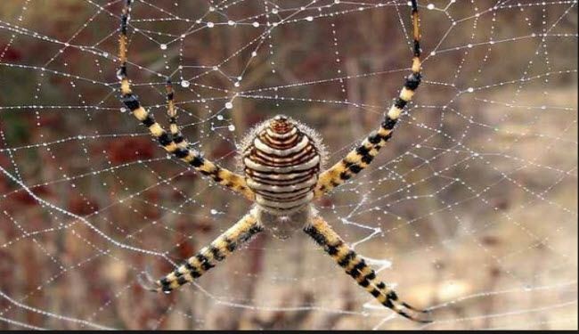 بالصور.. أسهل 8 طرق لإبعاد العناكب عن المنازل