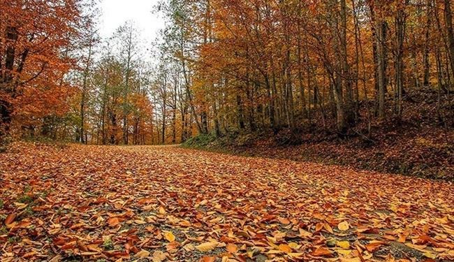 تصاویری از حضور پاییز در جاده‌های ایران