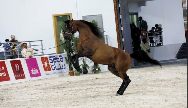 اتحاد الفروسية الدولي يعاقب الإمارات