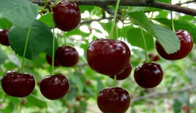 ۴ خاصیت آلبالو که نمی‌دانستید