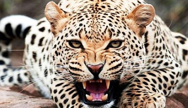 كيف يمكنك إنقاذ حياتك إن هاجمك حيوان مفترس؟