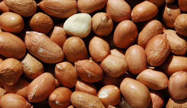 لعشاق الفول السوداني.. فوائد رائعة منها الوقاية من السرطان