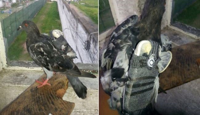 دستگیری یک کبوتر به دلیل ارتکاب جرم!