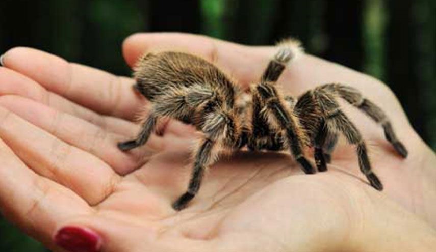 سم العناكب الأيرلندية 