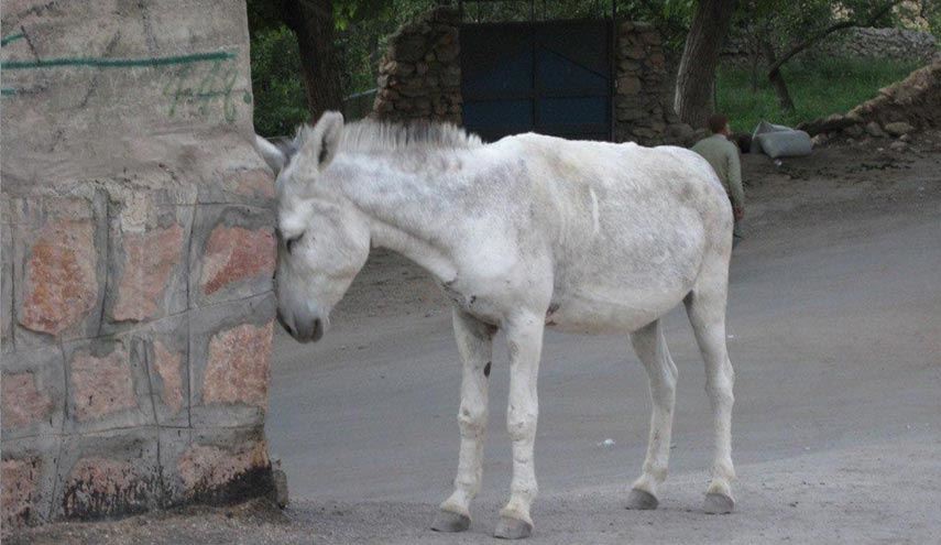 حال‌گیری از داعشی ها با نصب عکس البغدادی روی الاغ!