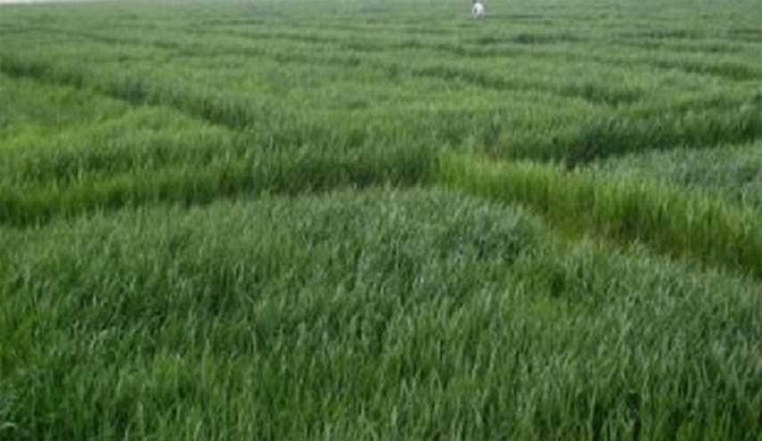 طرح جالب دمشق برای جبران کمبود گندم