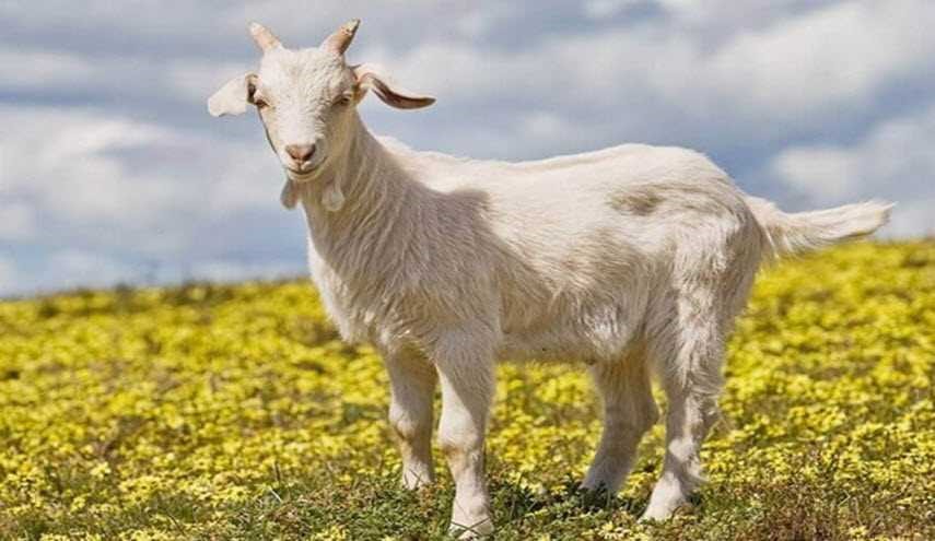 شاهد... ماعز تقتل ذئباً بعد عراك عنيف