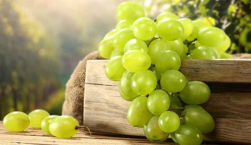 رجيم العنب يساعد في انقاص الوزن بمعدل نصف كلغ يومياً