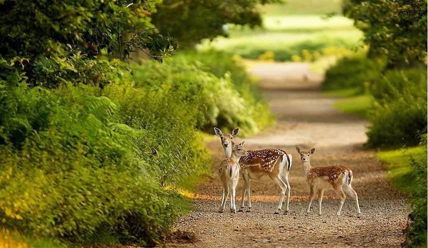 طبیعت زیبای ایران
