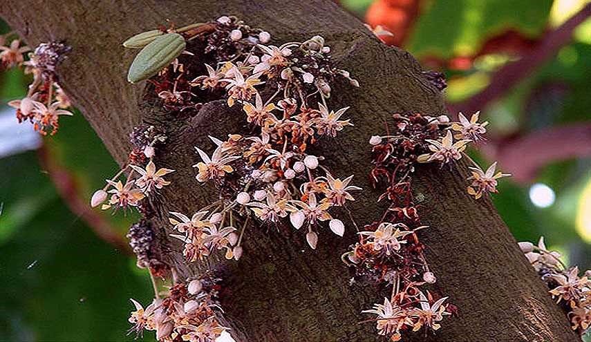 خوشمزه های ناشناخته‌