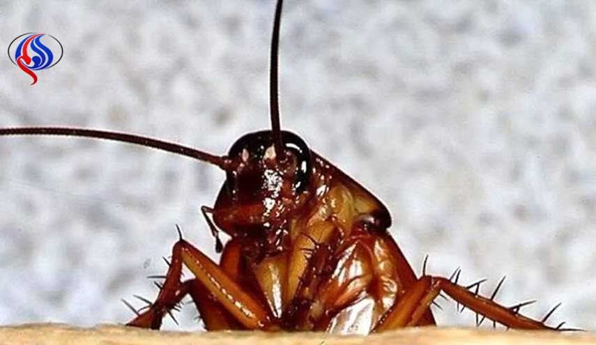 قبل الصيف... بخاخ طبيعي يمنع ظهور الحشرات في المنزل نهائيًا