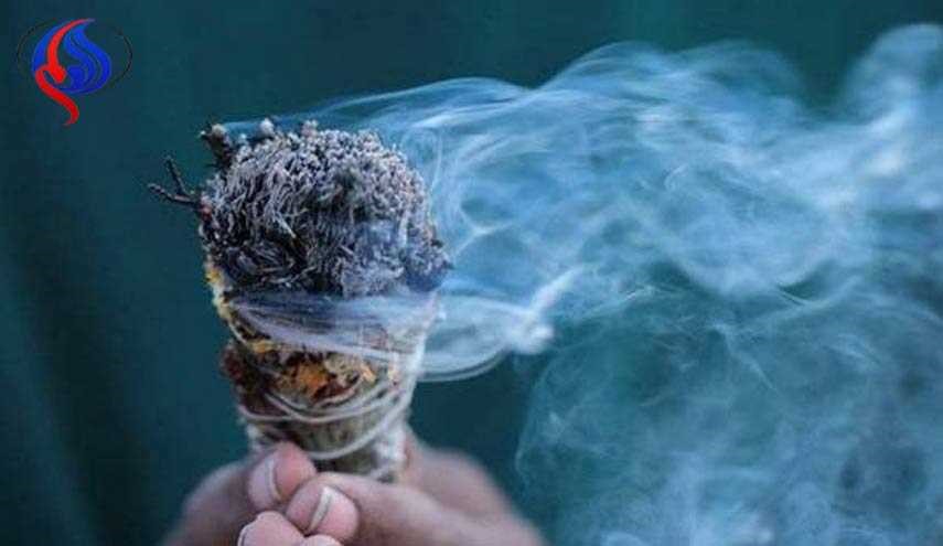 هذه العشبة تقضي على  94٪ من البكتيريا الموجودة في الهواء خلال ساعة!