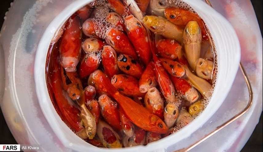 بالصور.. سوق بيع أسماك الزينة يزدهر في ايران عشية عيد النوروز