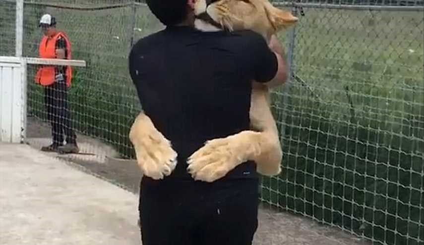 شاهد.. طبيب يفاجئ لبؤة في عيد ميلادها!